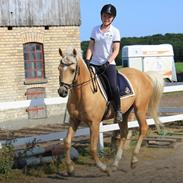 Palomino SunZett Bramley