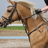 Palomino SunZett Bramley