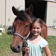 New Forest Vognmandgårdens Beverly