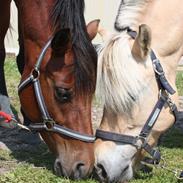 New Forest Vognmandgårdens Beverly