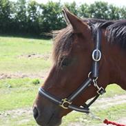 New Forest Vognmandgårdens Beverly