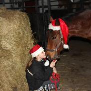 New Forest Vognmandgårdens Beverly