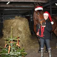 New Forest Vognmandgårdens Beverly