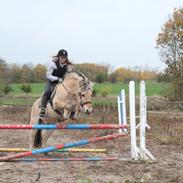 Fjordhest Roar [my'soulmate]