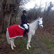 Anden særlig race Cindy