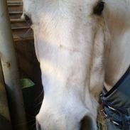 Anden særlig race Cindy