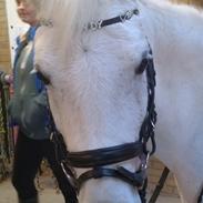 Anden særlig race Cindy