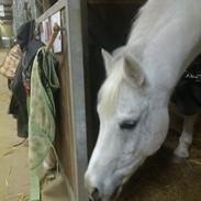 Anden særlig race Cindy