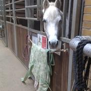 Anden særlig race Cindy