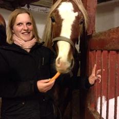 Welsh Cob (sec D) Frenderupgårds June