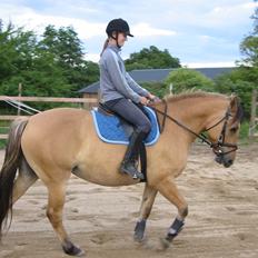 Oldenborg /Fjordhest - Vejlbygård's Yasmin-solgt-