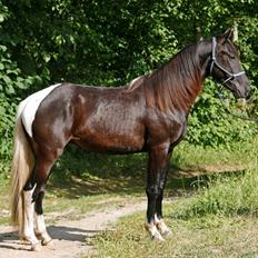 Tennessee Walker Joyful Mr. Forest Walker
