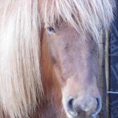 Islænder Hrína fra Fogedgaarden