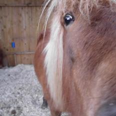 Islænder Hrína fra Fogedgaarden