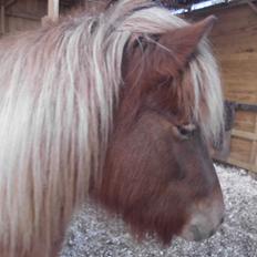 Islænder Hrína fra Fogedgaarden