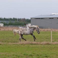 Knabstrupper Friis' Safia