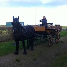 Frieser Otmar ( sorte)