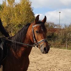 Arabisk fuldblod (OX) Sugar Ray