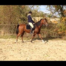 Arabisk fuldblod (OX) Sugar Ray