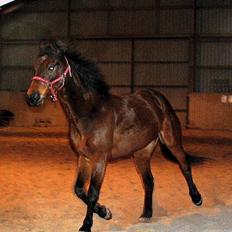 Traver Kandis V P (Candy)