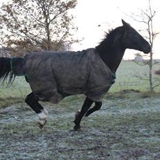 Oldenborg Overdrevsgårdens Mads