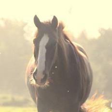Anden særlig race Basse