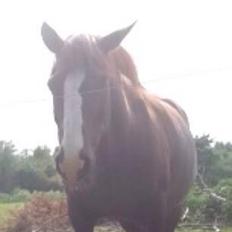 Anden særlig race Basse