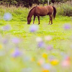Anden særlig race Basse