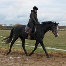 Dansk Varmblod Sir Connor (Bønne)