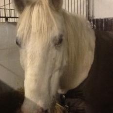 Anden særlig race Lucas