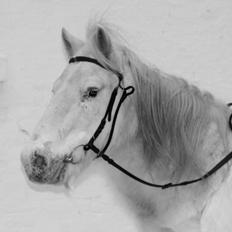 Anden særlig race Lucas
