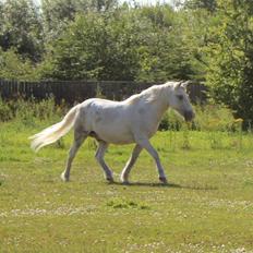 Anden særlig race Lucas
