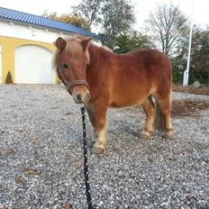 Shetlænder Funny Pony