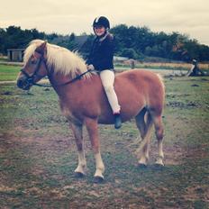 Haflinger Shandie