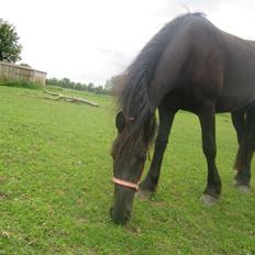 Frieser Viktor (Rider)