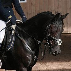 Anden særlig race Fromsmindes Kazmir