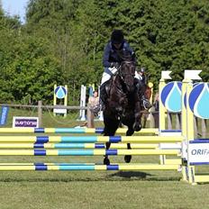 Anden særlig race Fromsmindes Kazmir