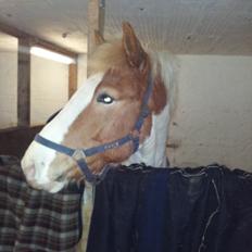 Anden særlig race Zultan