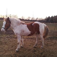 Anden særlig race Zultan