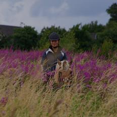 Fjordhest Ingegård's Tanna
