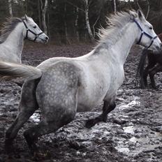 Dansk Varmblod Regazza