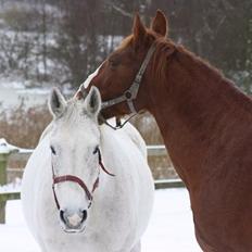 Dansk Varmblod Regazza