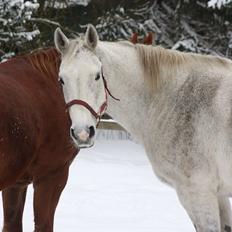 Dansk Varmblod Regazza