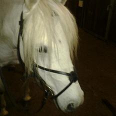 Welsh Partbred (Sec F) Destiny's Irony