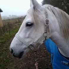 Welsh Partbred (Sec F) Destiny's Irony