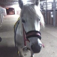 Welsh Partbred (Sec F) Destiny's Irony