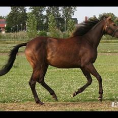 Palomino • Linnel's Angel