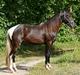 Tennessee Walker Joyful Mr. Forest Walker