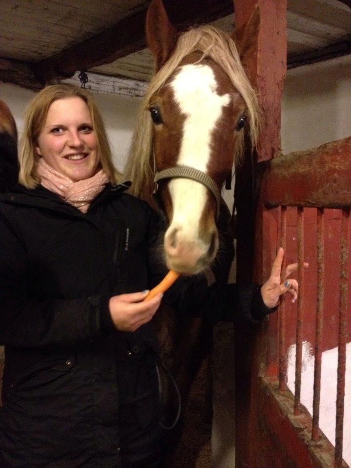 Welsh Cob (sec D) Frenderupgårds June - Første aften på stald i hendes nye hjem :-) Foto Eva billede 2