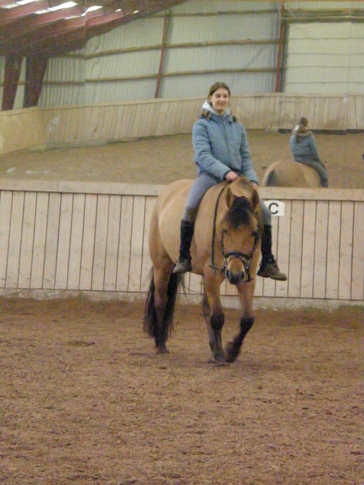 Oldenborg /Fjordhest - Vejlbygård's Yasmin-solgt- billede 23